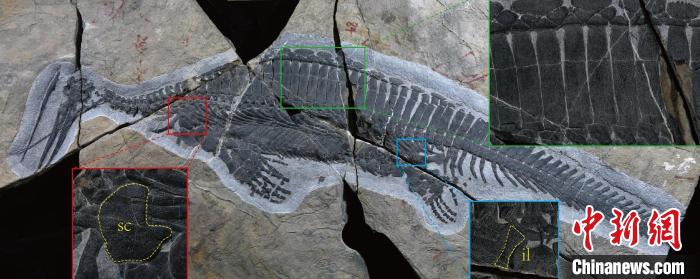 远安地区发现的早三叠世海生爬行动物化石 湖北省地质局吴奎研究团队 供图