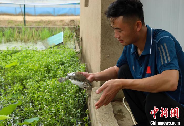 潘军杰正在查看种鳖的健康状况。　陈家乐 摄