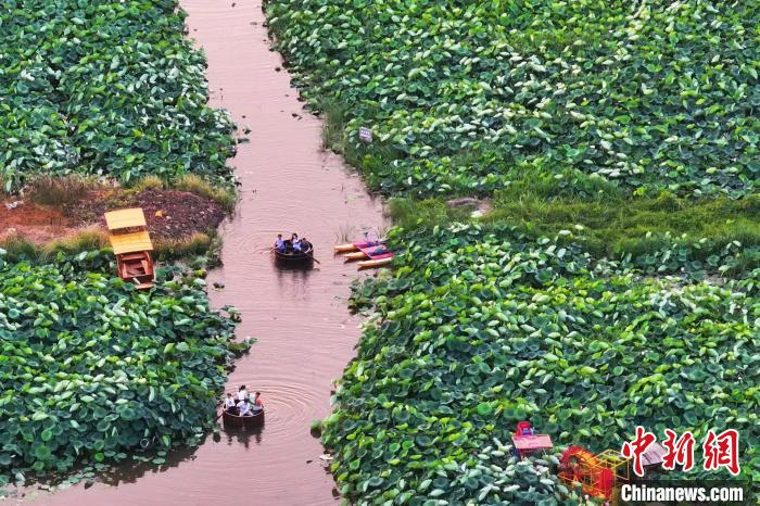 23日，航拍位于南京栖霞区龙潭在水一方景区的荷花基地，在绚丽晚霞的映衬下，这里“千层翠盖万红妆”。　泱波 摄