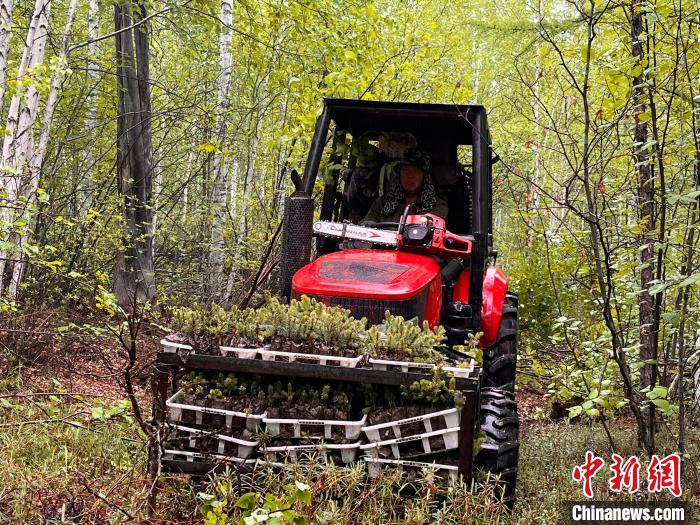 两代护林人的绿色梦想：植此青松，成此青山