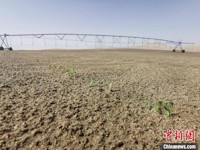 新疆且末县河东治沙基地试验地的沙地中长出绿植。　胡嘉琛 摄