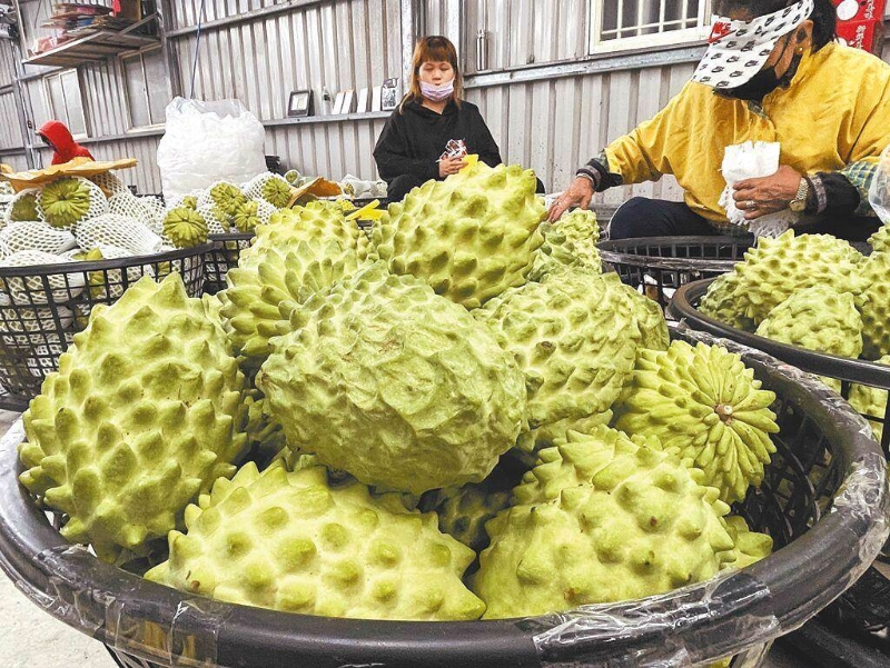 大陸近日宣布恢復鳳梨釋迦銷陸。（報系資料照）