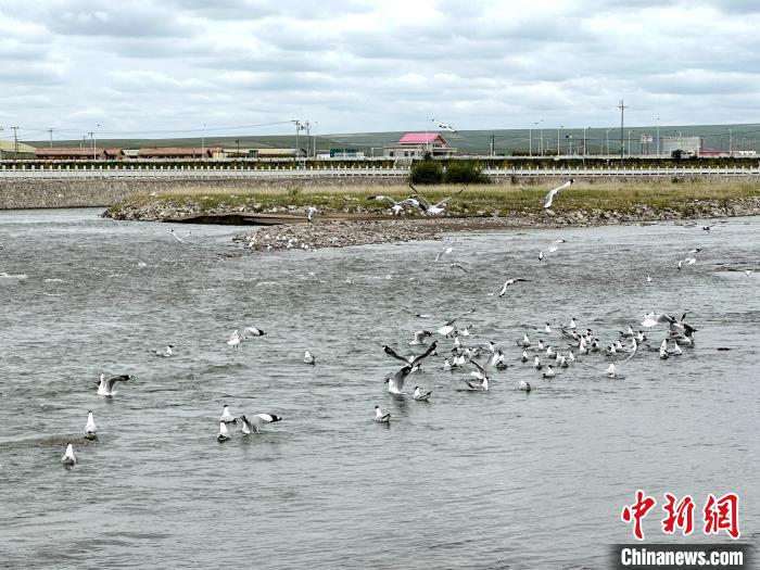 图为青海湖北岸沙柳河鱼鸟共生。　李隽 摄