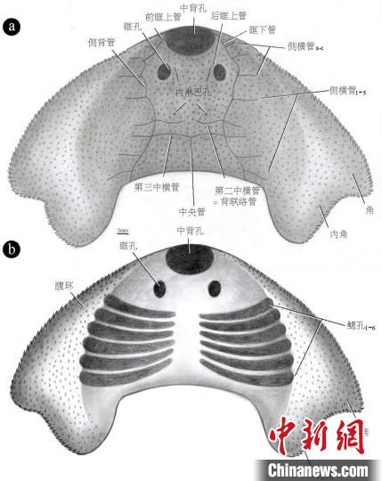 “眼镜蛇大庸鱼”化石复原图(桂芳 绘) 研究团队 供图