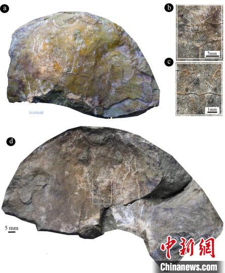 “眼镜蛇大庸鱼”化石照片及其头顶一对“小孔”特写(盖志琨 
 摄)。　研究团队 供图