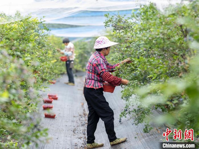 撬动新乡贤资源浙江山区县因地制宜耕耘“共富田”