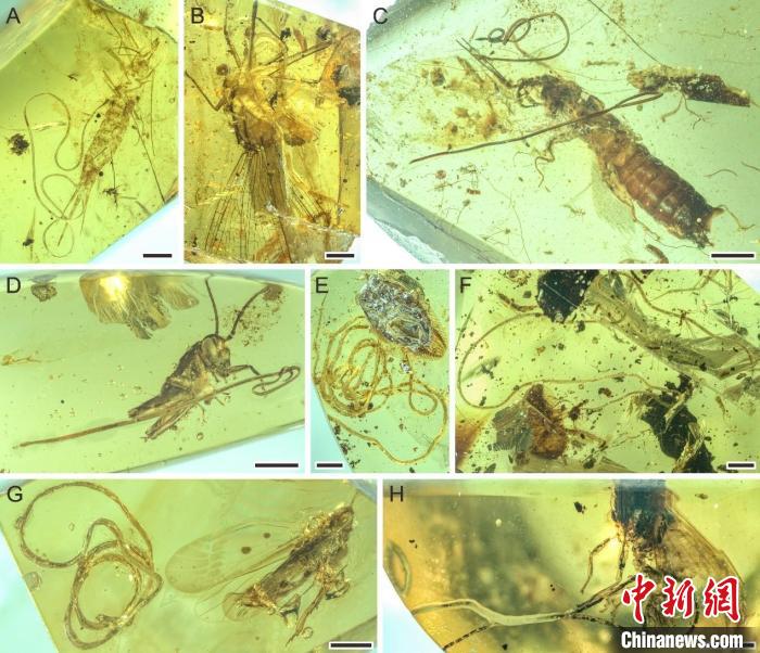 昆虫被索线虫寄生。　南古所 供图