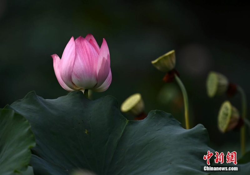 四川成都：“大暑”节气荷花盛开