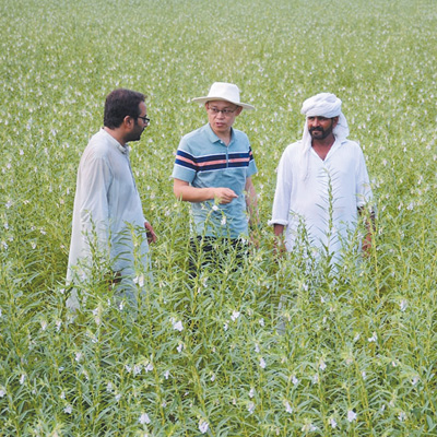 中巴经济走廊农业合作中心负责人席建龙（中）与巴基斯坦当地农户在芝麻种植园交流作物生长情况。（萨义德·迈赫迪 摄）