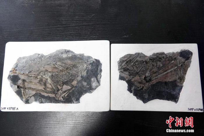 中国新发现约1.5亿年前鸟翼类恐龙“奇异福建龙”