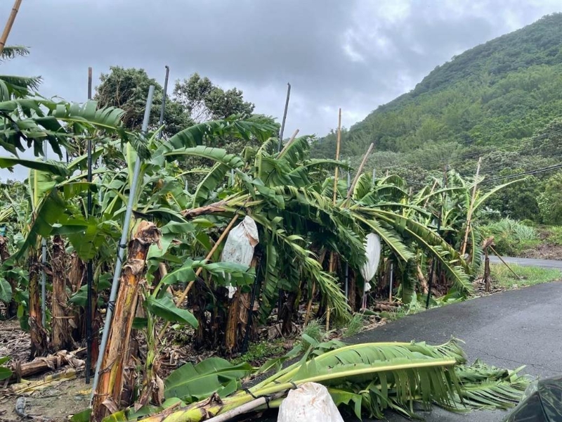 旗山區柯姓香蕉農指出，這次海葵強風暴雨造成香蕉樹傾倒嚴重。（林雅惠攝）