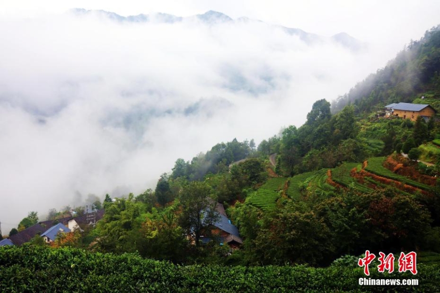 三峡坝区：“云海茶谷”风景美如画