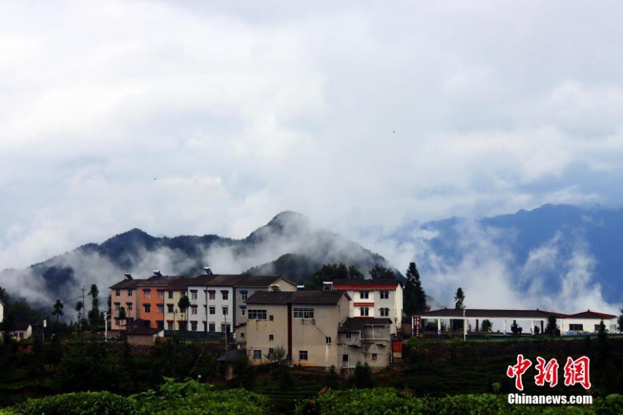 三峡坝区：“云海茶谷”风景美如画