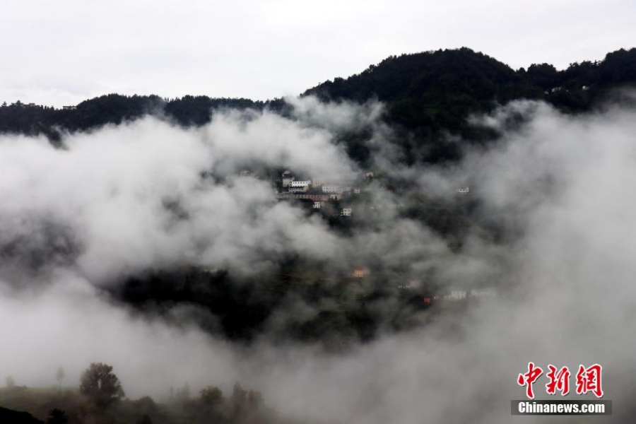 三峡坝区：“云海茶谷”风景美如画