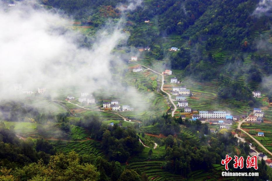 三峡坝区：“云海茶谷”风景美如画