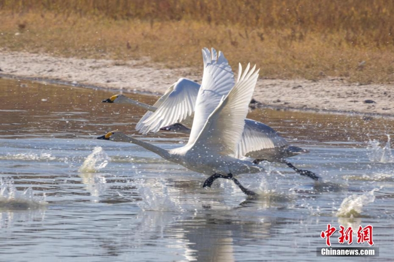 首批越冬天鹅“做客”托克托黄河湿地