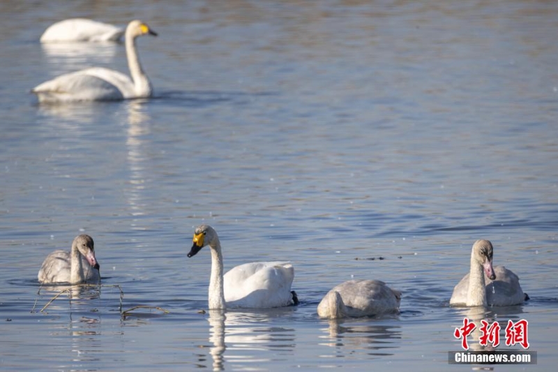 首批越冬天鹅“做客”托克托黄河湿地