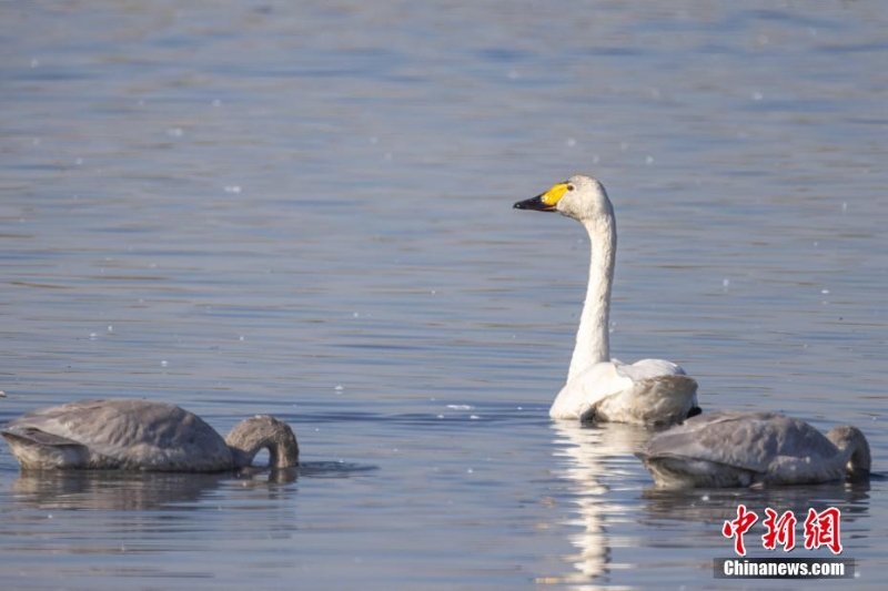 首批越冬天鹅“做客”托克托黄河湿地