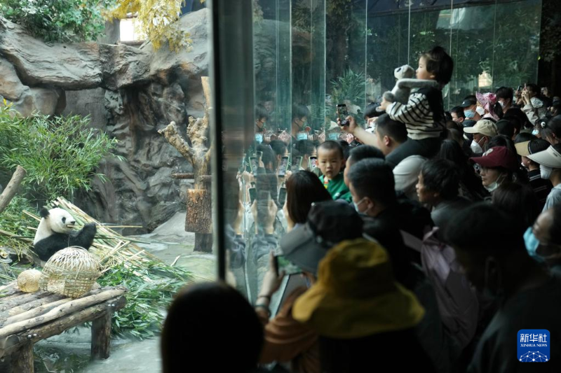 4月30日，游客在北京动物园大熊猫馆观赏大熊猫。（图源：新华社）