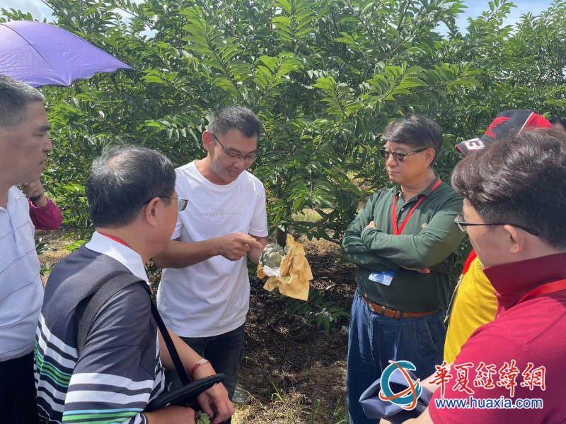 台商萧景瑞向考察团讲解释迦种植技术。（摄影 李昕）