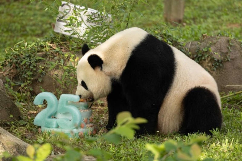 7月22日，在美国华盛顿史密森学会国家动物园，迎来25岁生日的大熊猫“美香”享用生日蛋糕。（图源：新华社）