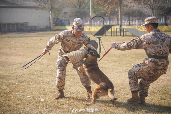 把军人训练成狗图片