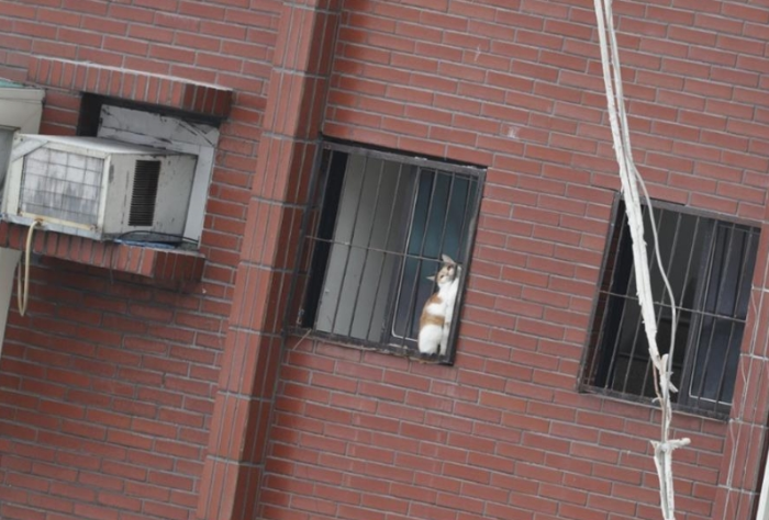花莲天王星大楼拆除 惊见橘猫“卡7楼窗户”被消防员救出