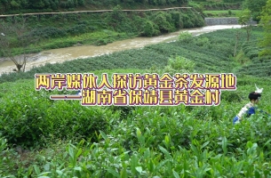 两岸媒体人探访黄金茶发源地——湖南保靖黄金村