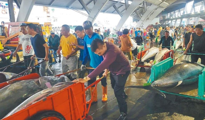 台湾鲔鱼价格大跌