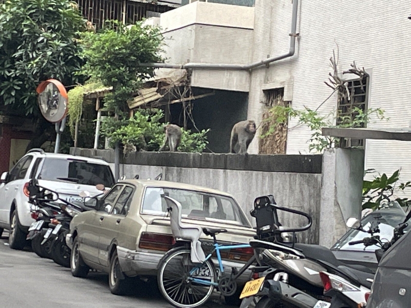 台北市北投区奇岩里许多里民最近都有看到2只台湾猕猴在里内出现。（图源：台湾《联合报》）