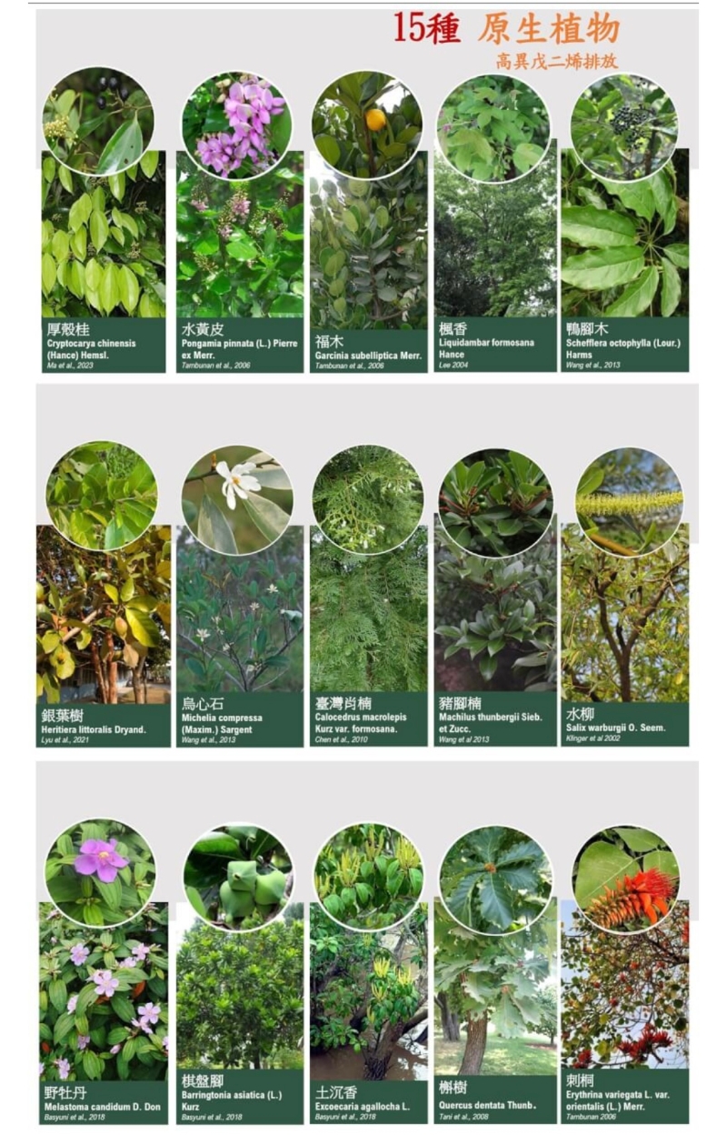 台环境部门所公告的15种不建议种植树种清单。（图源：台湾“中央社”）