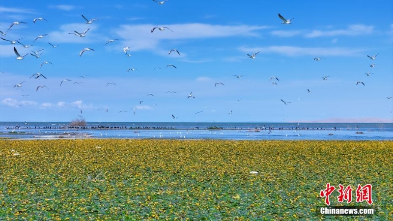 8月，中国最大内陆淡水湖——新疆博斯腾湖千亩荇菜花开正盛，呈现出“一湖碧水半湖荇”的美丽画卷。