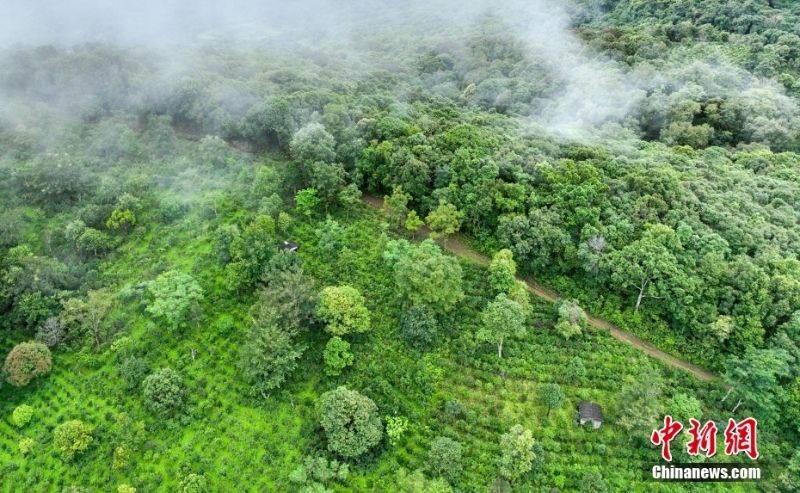 （聚焦中国高质量发展）普洱景迈山古茶林文化景观