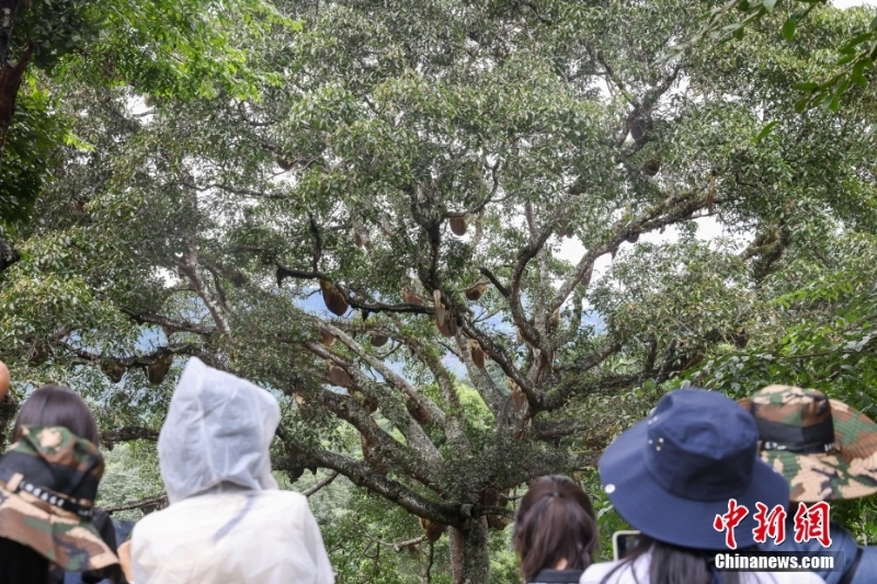 （聚焦中国高质量发展）普洱景迈山古茶林文化景观