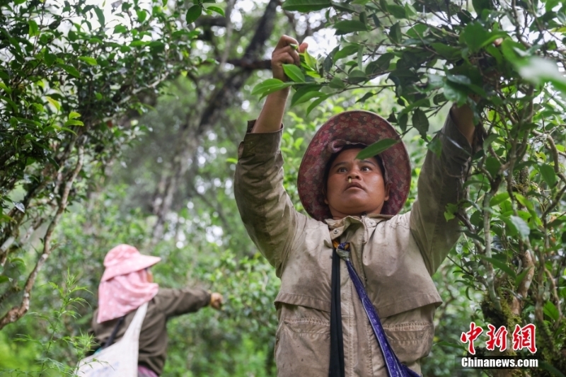 （聚焦中国高质量发展）普洱景迈山古茶林文化景观