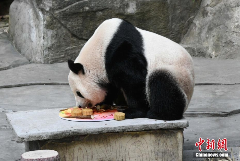 重庆动物园为动物送上特制月饼庆中秋