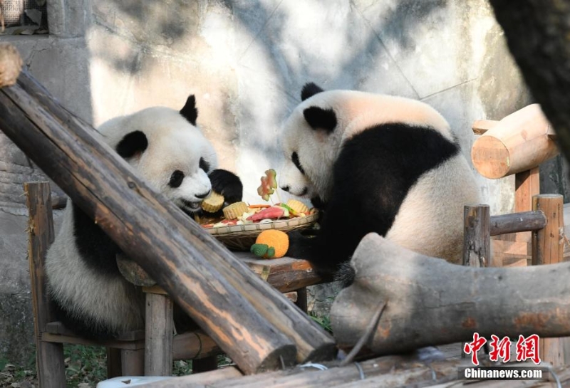 重庆动物园为动物送上特制月饼庆中秋