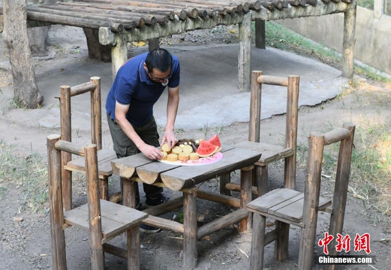 重庆动物园为动物送上特制月饼庆中秋