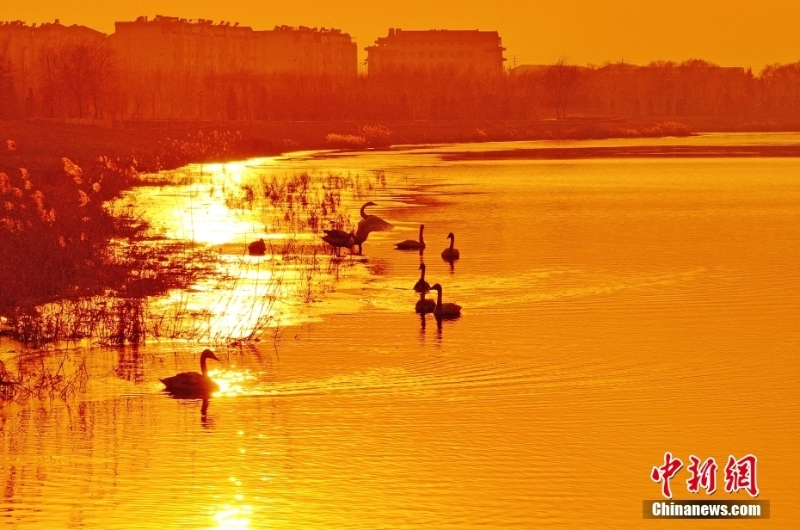 山西绛州夕阳洒金 越冬候鸟沐浴落日余晖