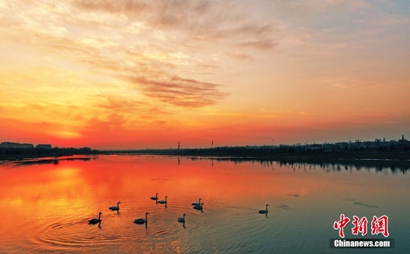 山西绛州夕阳洒金 越冬候鸟沐浴落日余晖