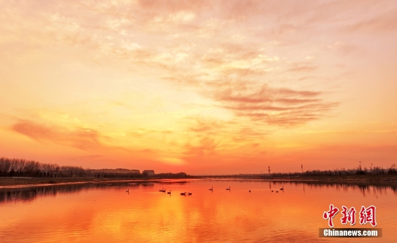 山西绛州夕阳洒金 越冬候鸟沐浴落日余晖