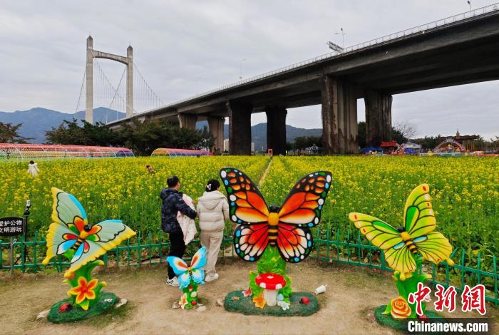 福建福州：油菜花盛开引游人