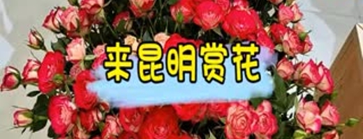 来昆明赏花